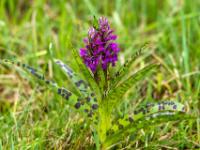 Knabenkraut Orchidee dunkelviolett